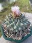 Preview: Thelocactus lophothele